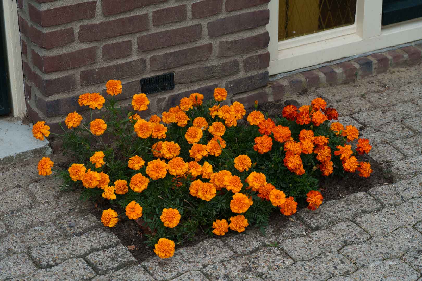 Hier mist een foto